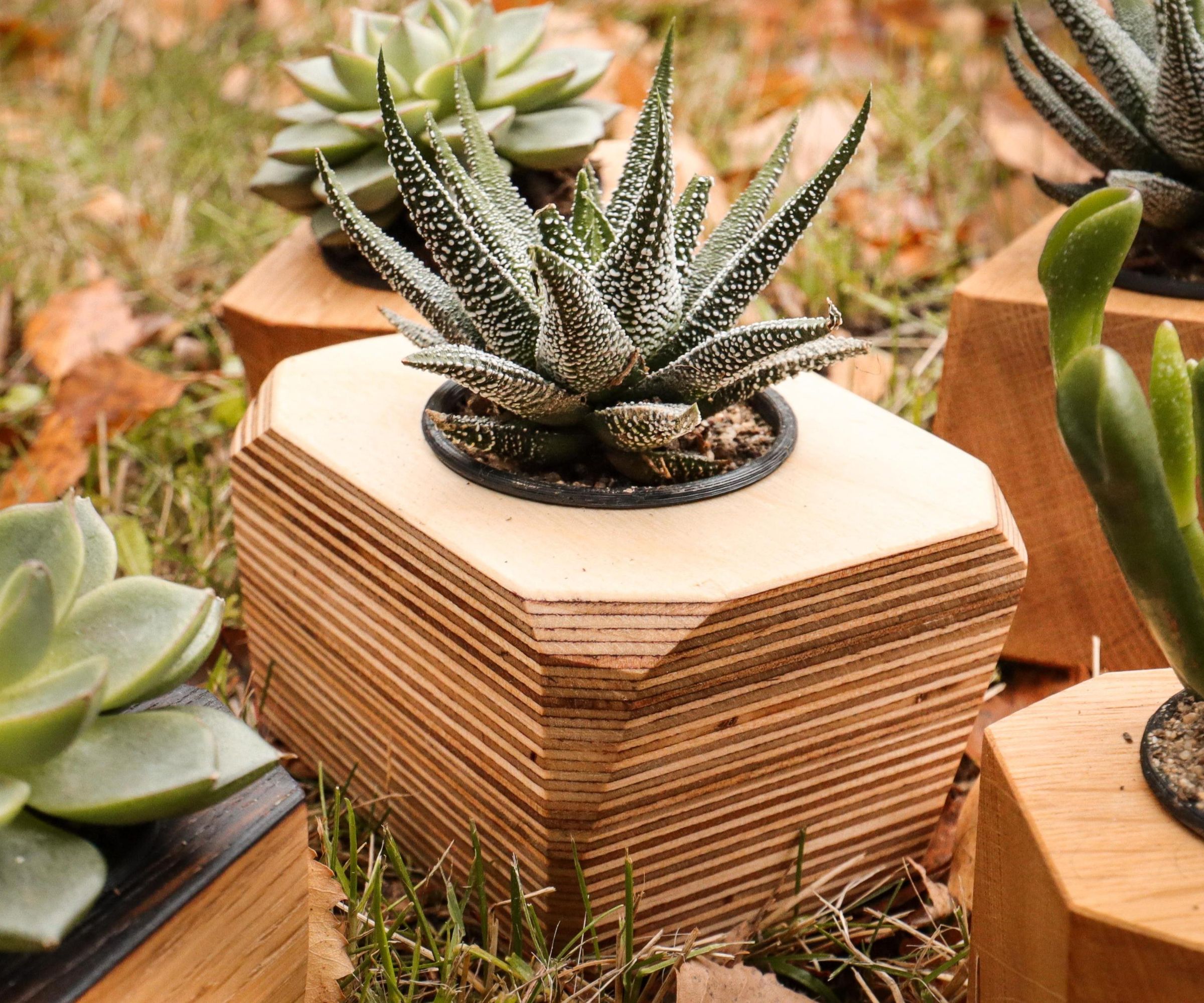 ripple jade plant Crassula Undulatifolia 'Ripple Jade' – DesertScapeSucculent main image 0