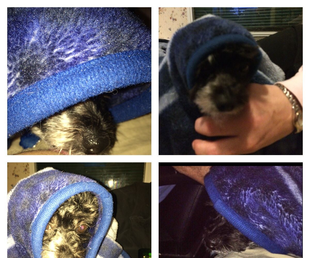 Dog Shirt From an Adult Fleece Shirt