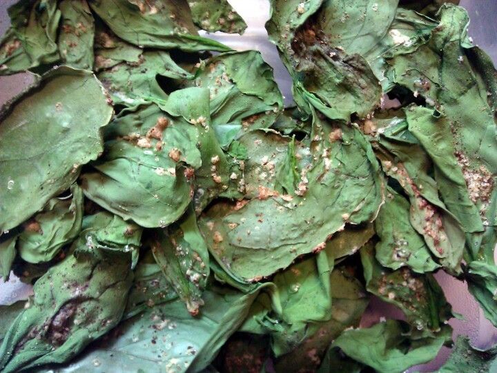 Baked Spinach Chips