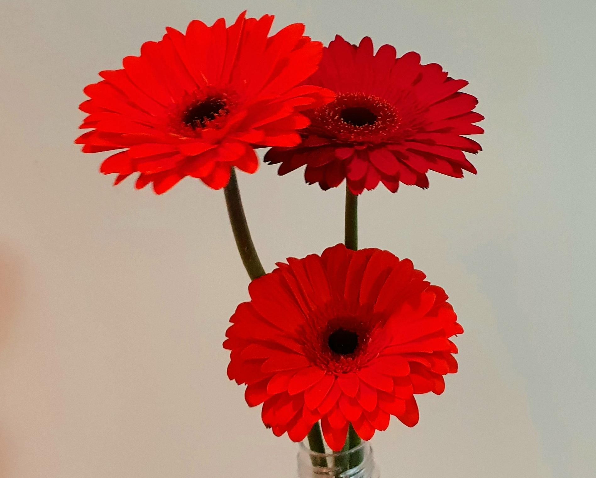 sdam stechpalme Amerikanische Stechpalme als Spalierbaum 'Nellie R. Stevens'