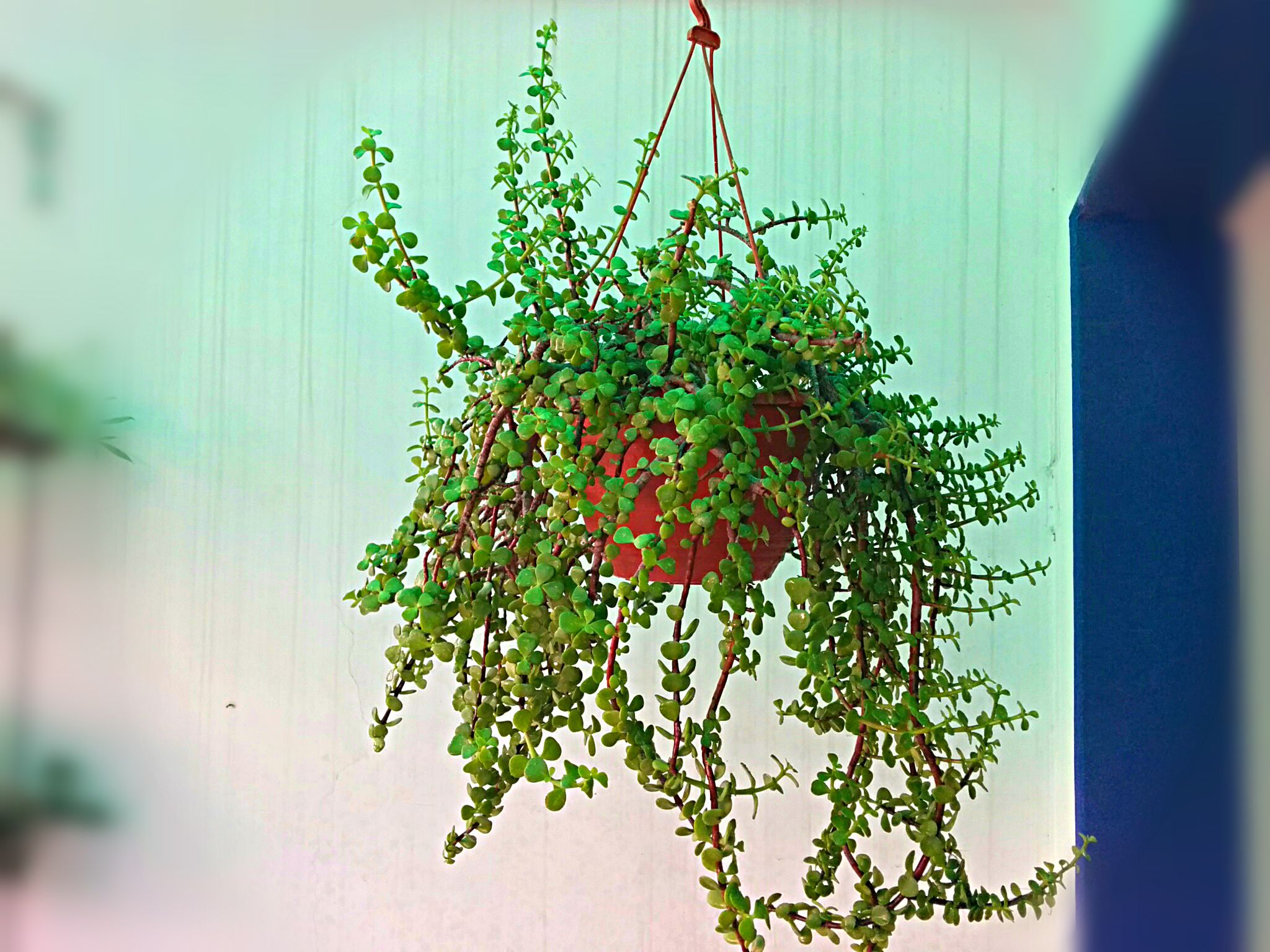 dracaena marginata bush Live Small size Dracaena Marginata