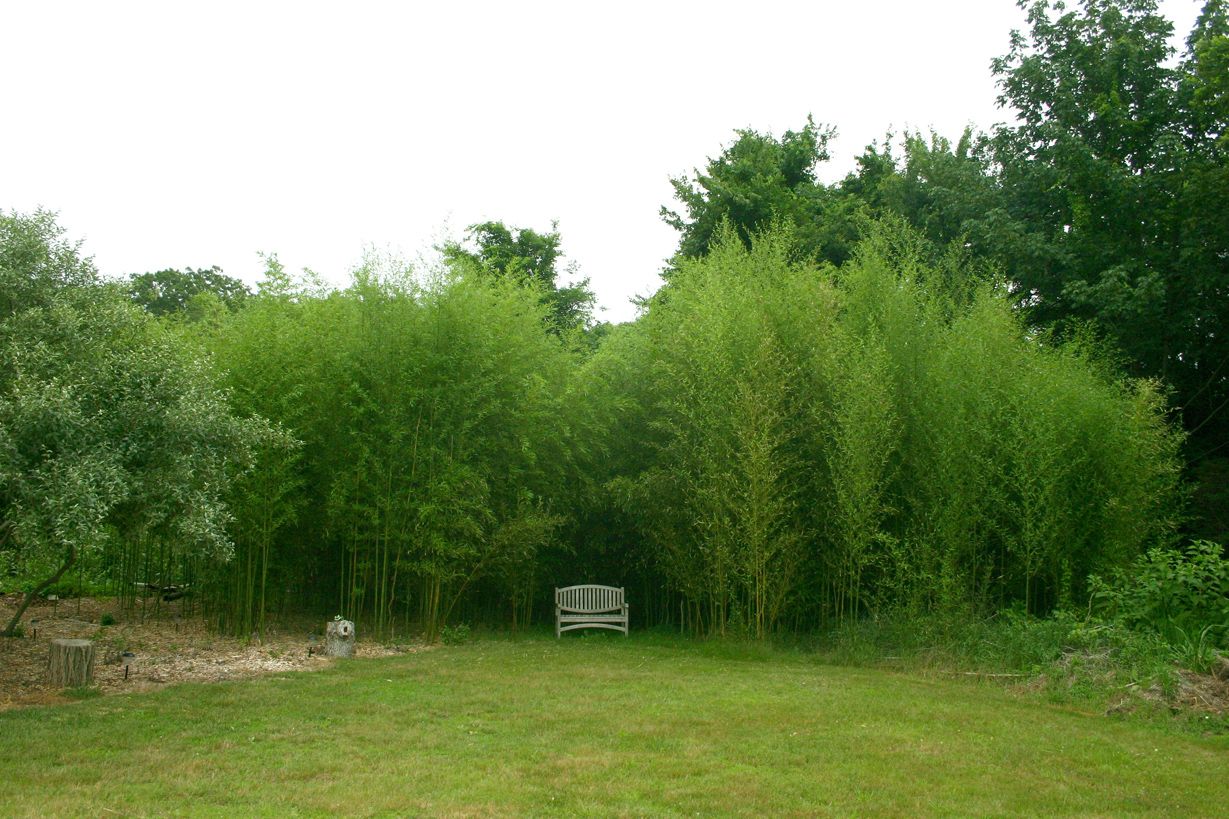Bamboo Fencing