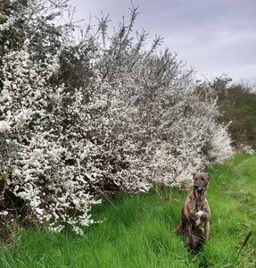 Harvesting Sloes