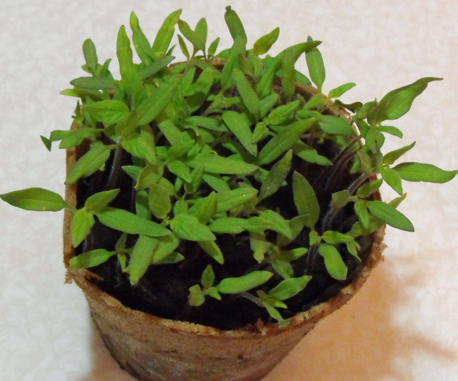 Transplanting Your Tomato Seedlings