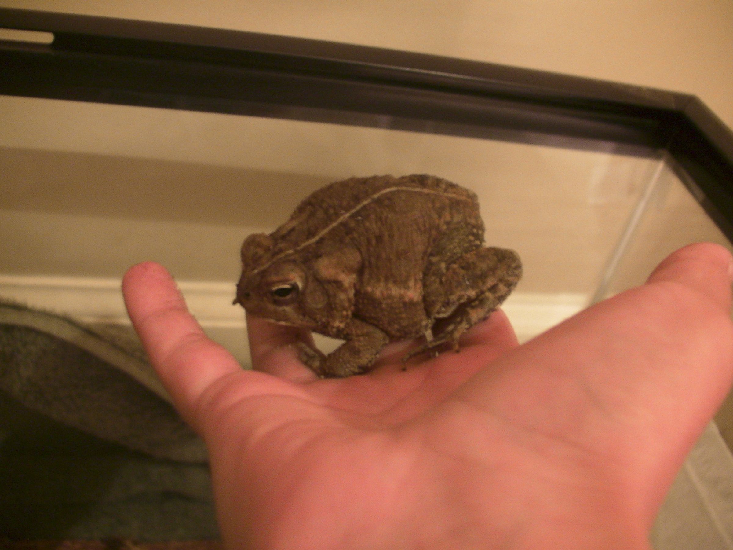 Proper care of american toads (bufo americanus)