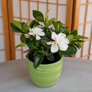 Buy Mothers Day Plants As a Gift to the Best Woman in the World