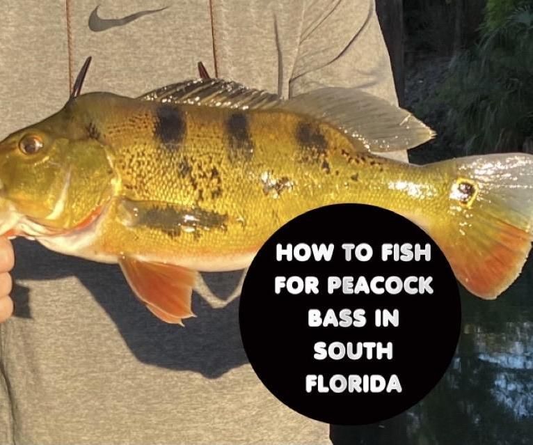 How to Fish for Peacock Bass in South Florida! 8 Steps (with Pictures