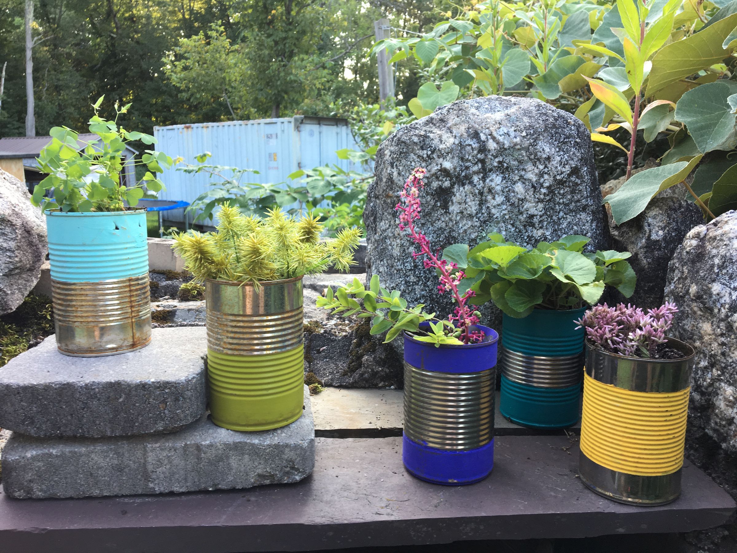 Tin Can Garden 4 Steps (with Pictures) Instructables