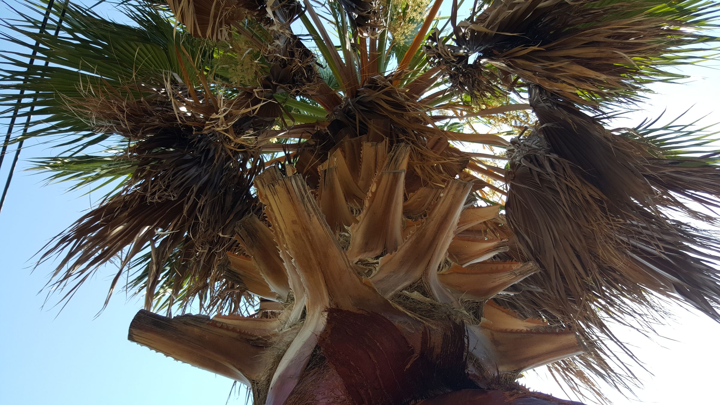 How to Cut Palm Tree's Leaves 10 Steps (with Pictures) Instructables