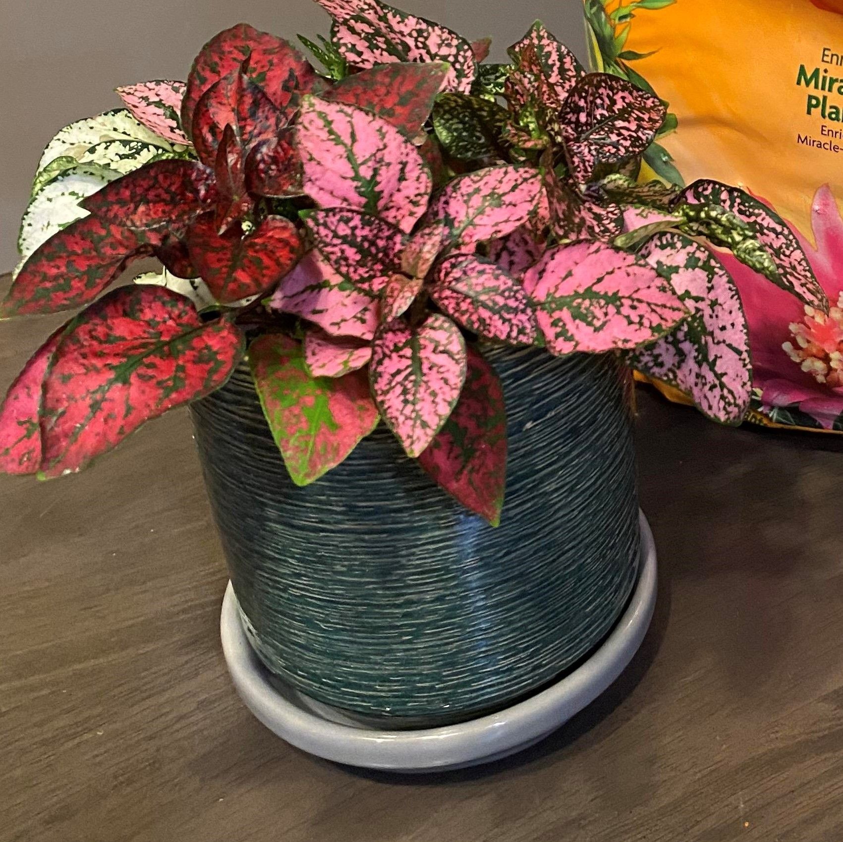 How to Care for a Polka Dot Plant : 5 Steps - Instructables