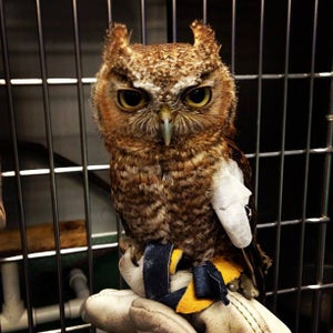 Choose Which Bird of Prey