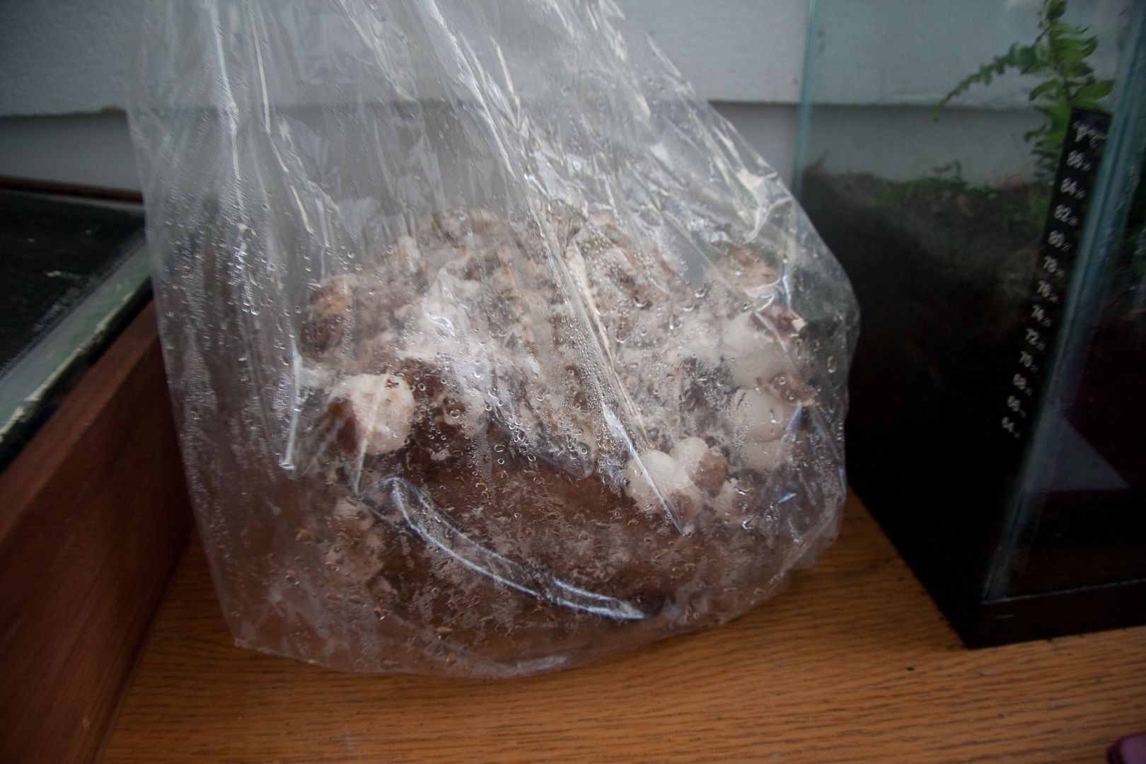 Part F: Making a Mushroom Log, Harvesting and caring for a finished log