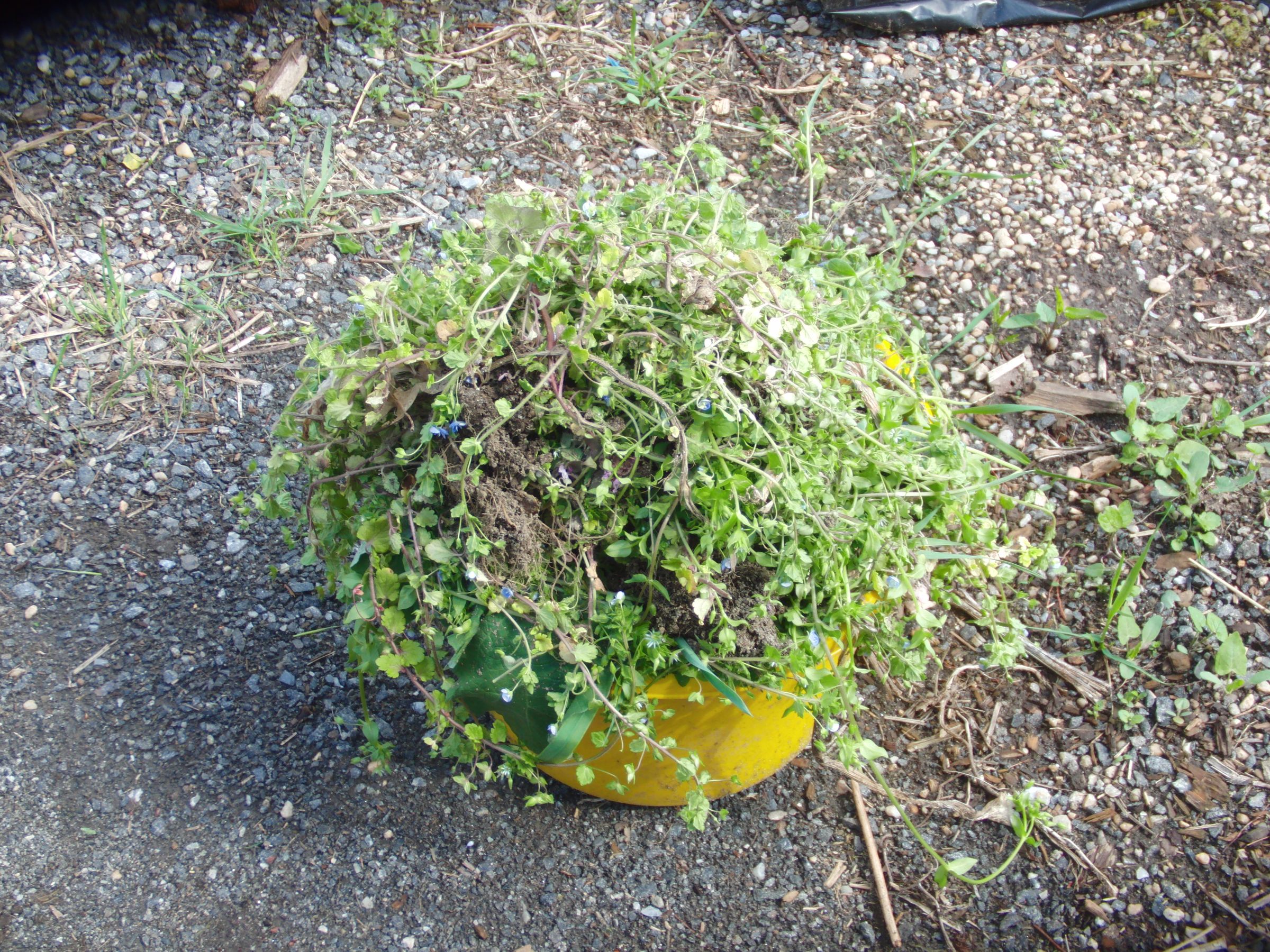 How to Turn Annoying Garden Weeds Turned Into Delicious Fresh Eggs