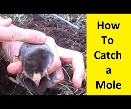 How to Catch a Mole Without Killing It