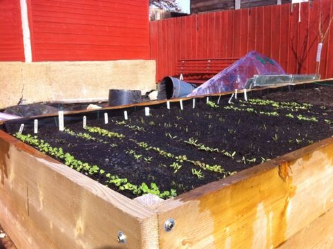 Raised Beds