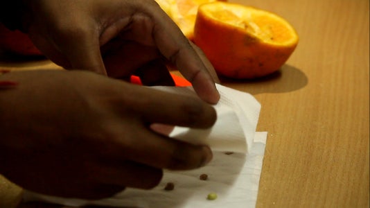 tree with orange seed pods