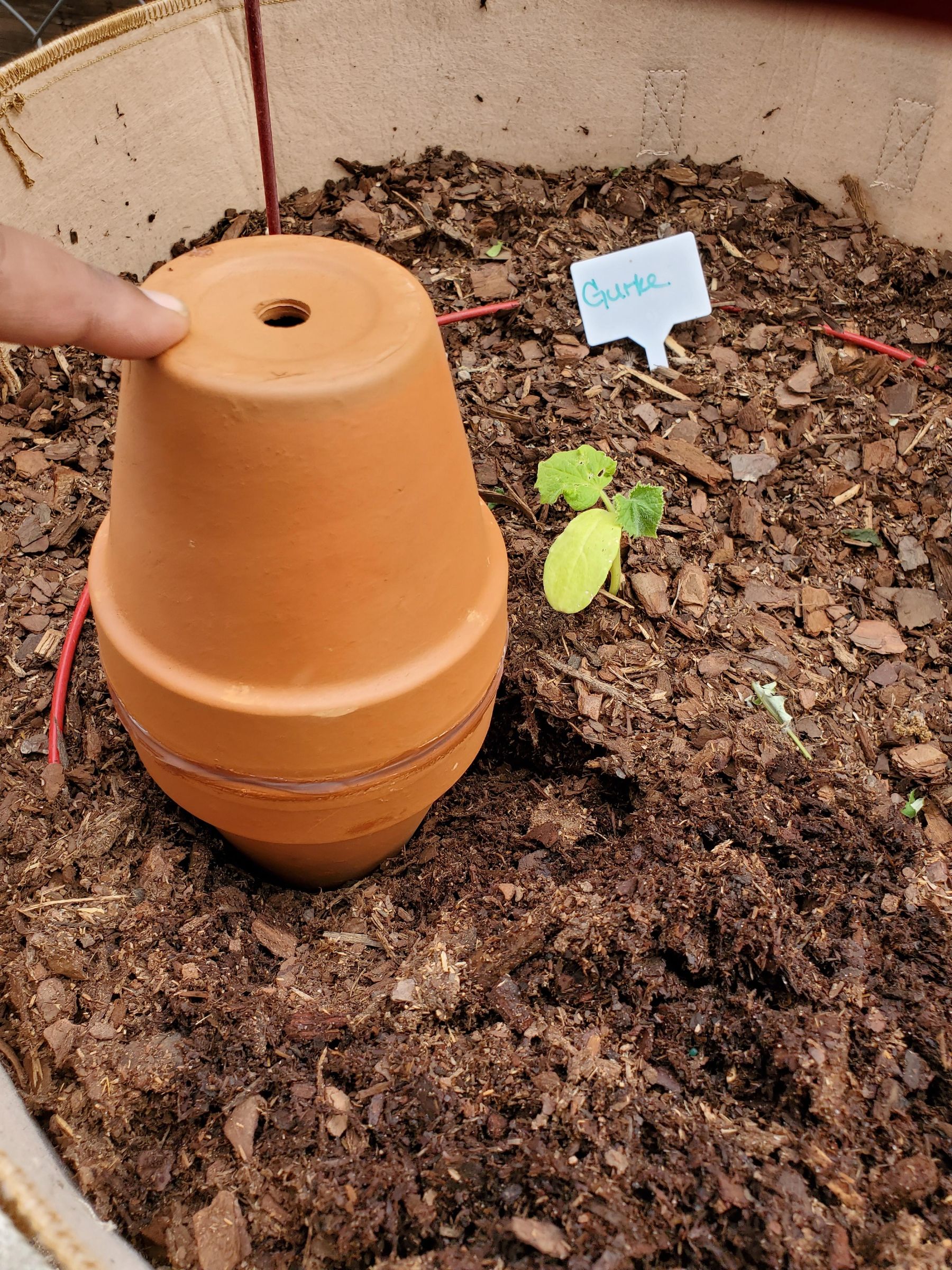 BEAT THE HEAT on a Budget DIY SelfWatering Olla Irrigation 4