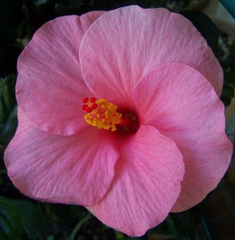 Tropical Flowering and Foliage Plants in Chicago