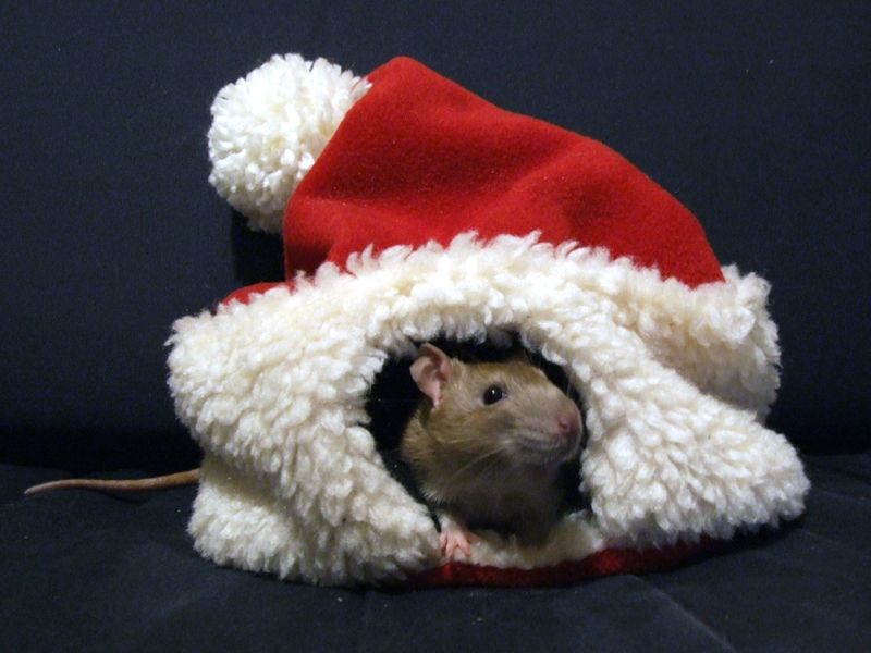 Santa Rat Hats