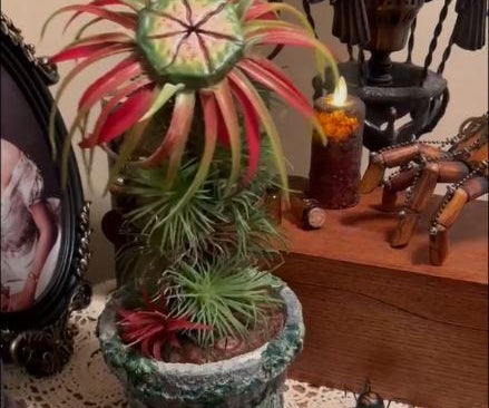 Cleopatra Addams Family Show 1964 African Strangler Plant