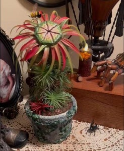 Cleopatra Addams Family Show 1964 African Strangler Plant