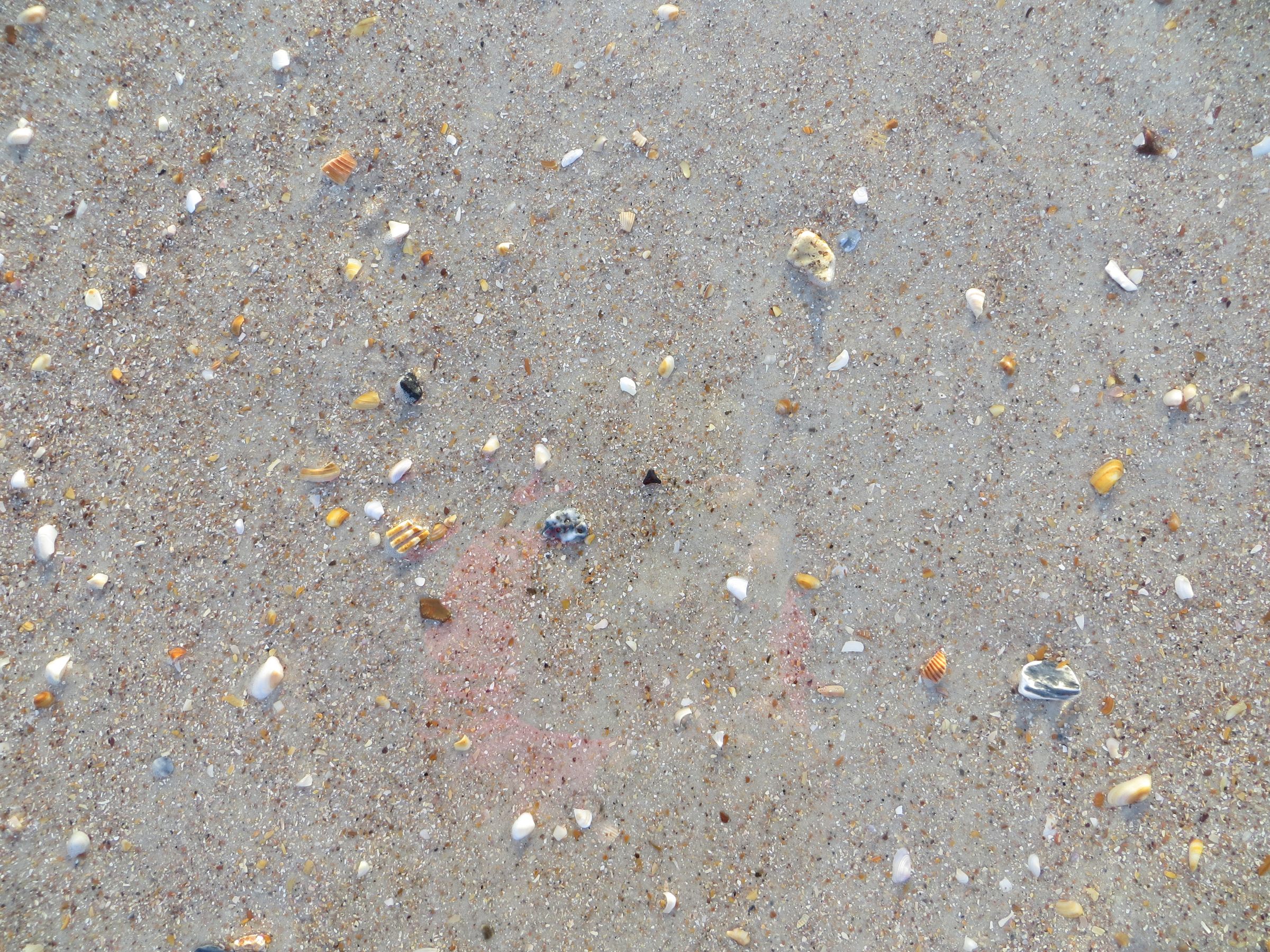 How to Find Shark Teeth : 10 Steps (with Pictures) - Instructables