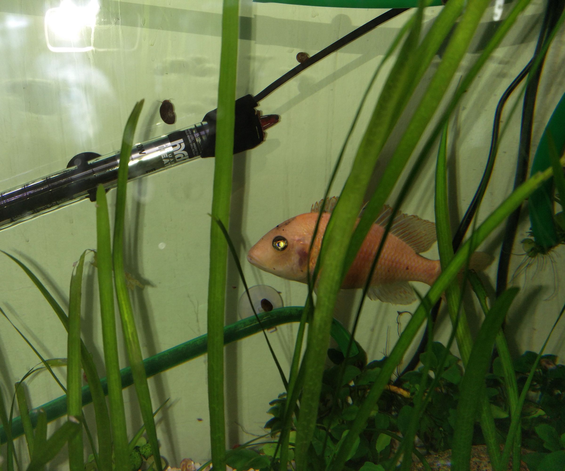 How to Make a Wifi System That Control Your Aquarium Lighting & Heating 