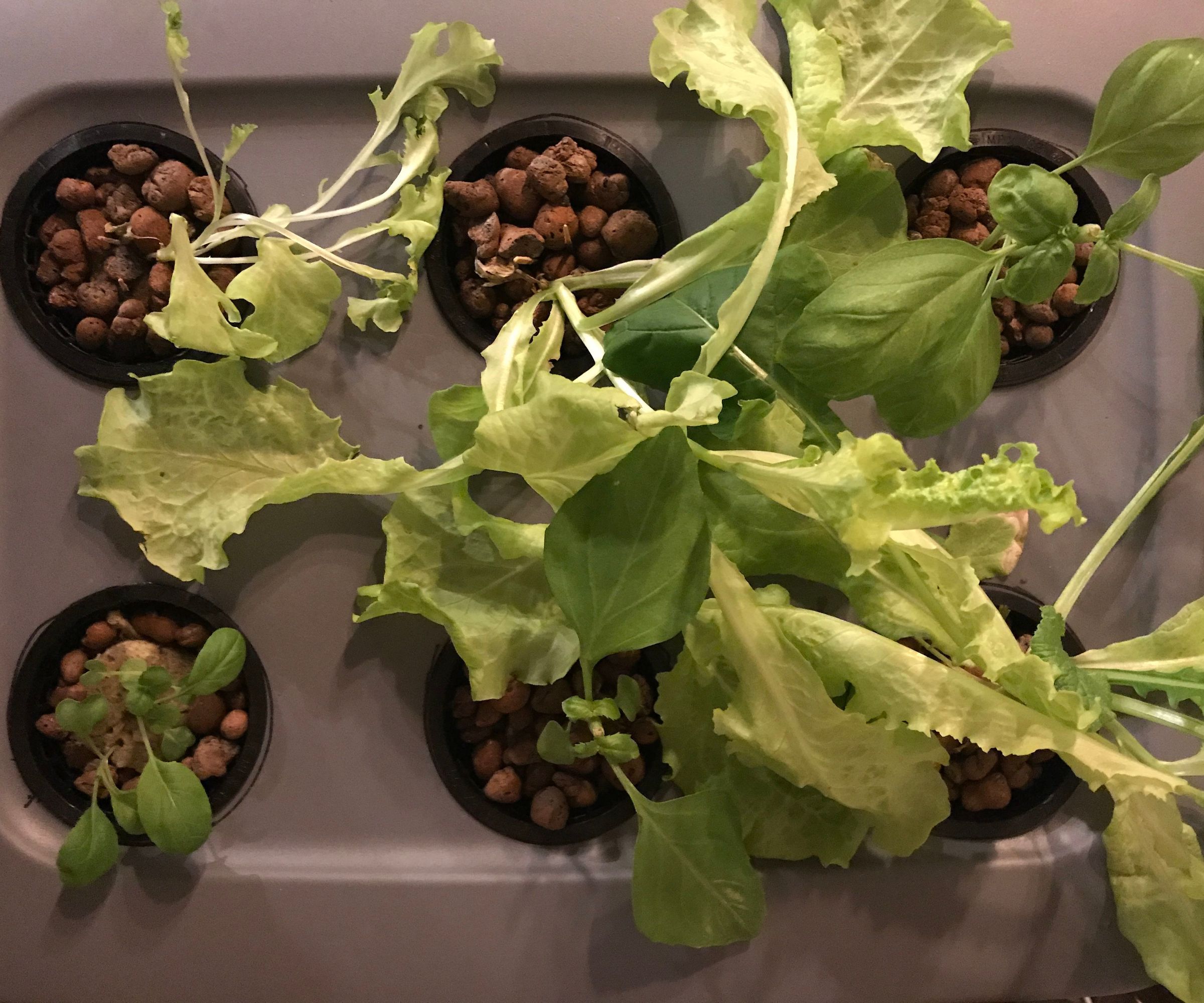 Experimental Gardener: Growing Things to Eat in a Hydroponic Garden