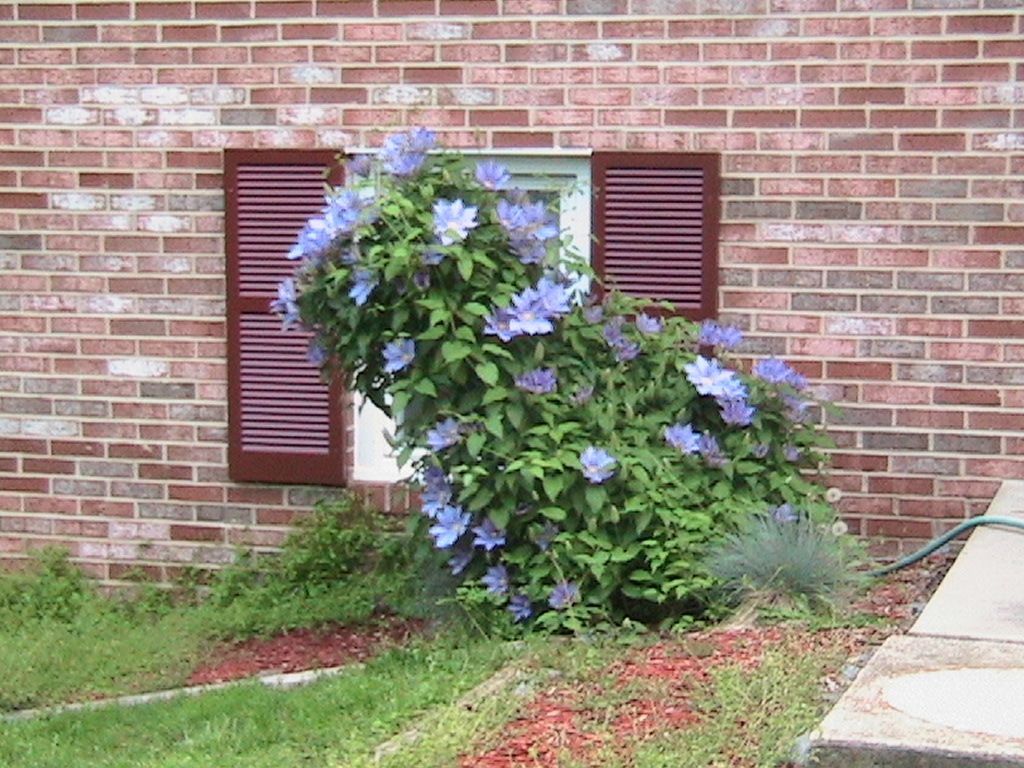 Climbing Vine Support