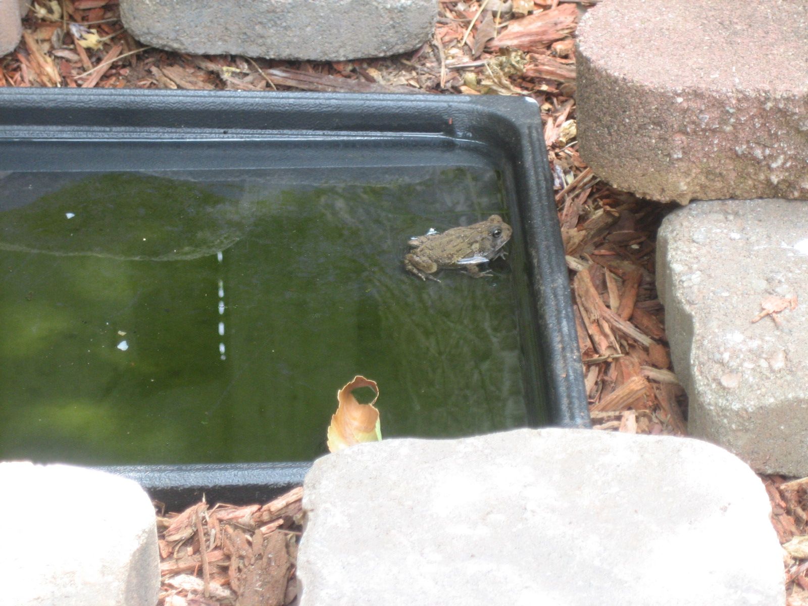 MY FROG/TOAD HABITAT 8 Steps Instructables