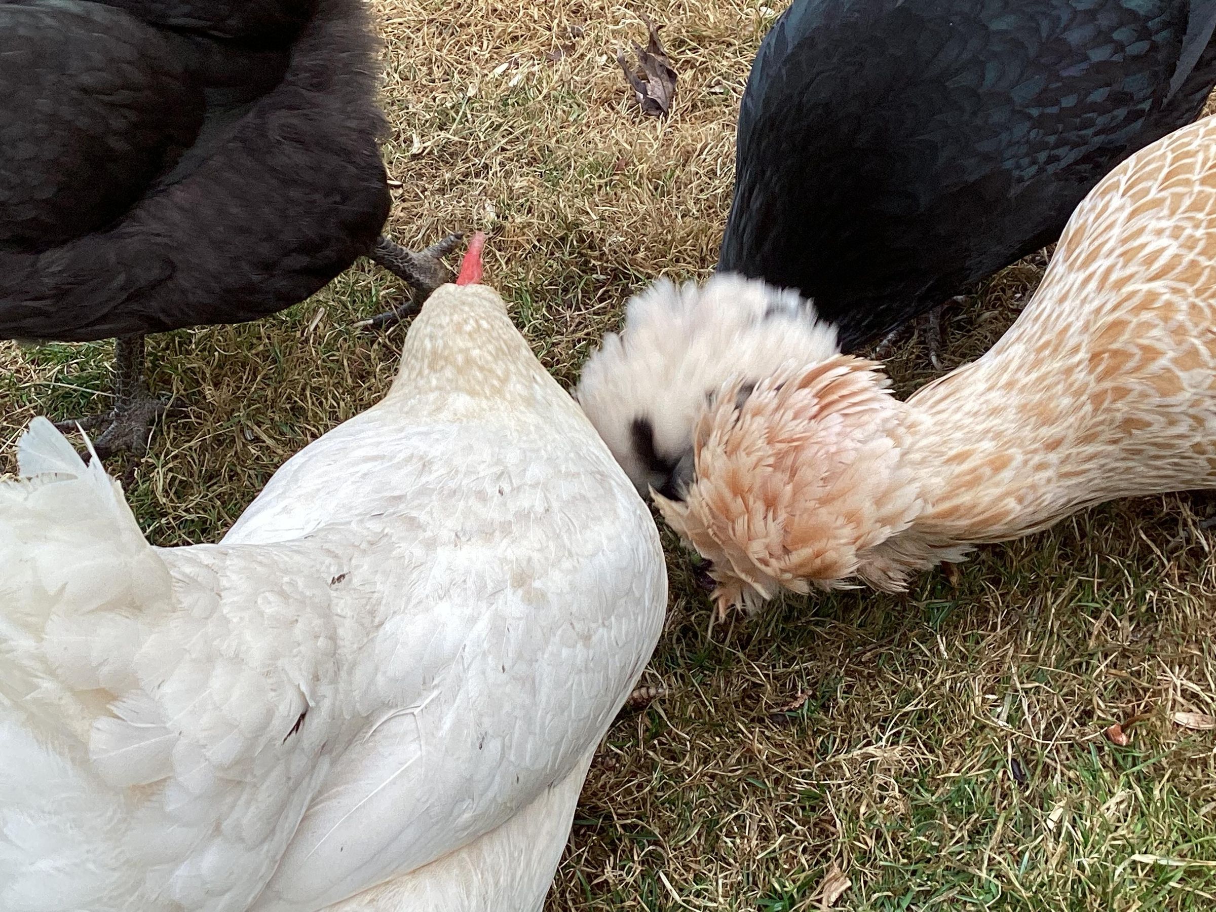 Easy Frozen Treat for Chickens! 4 Steps Instructables