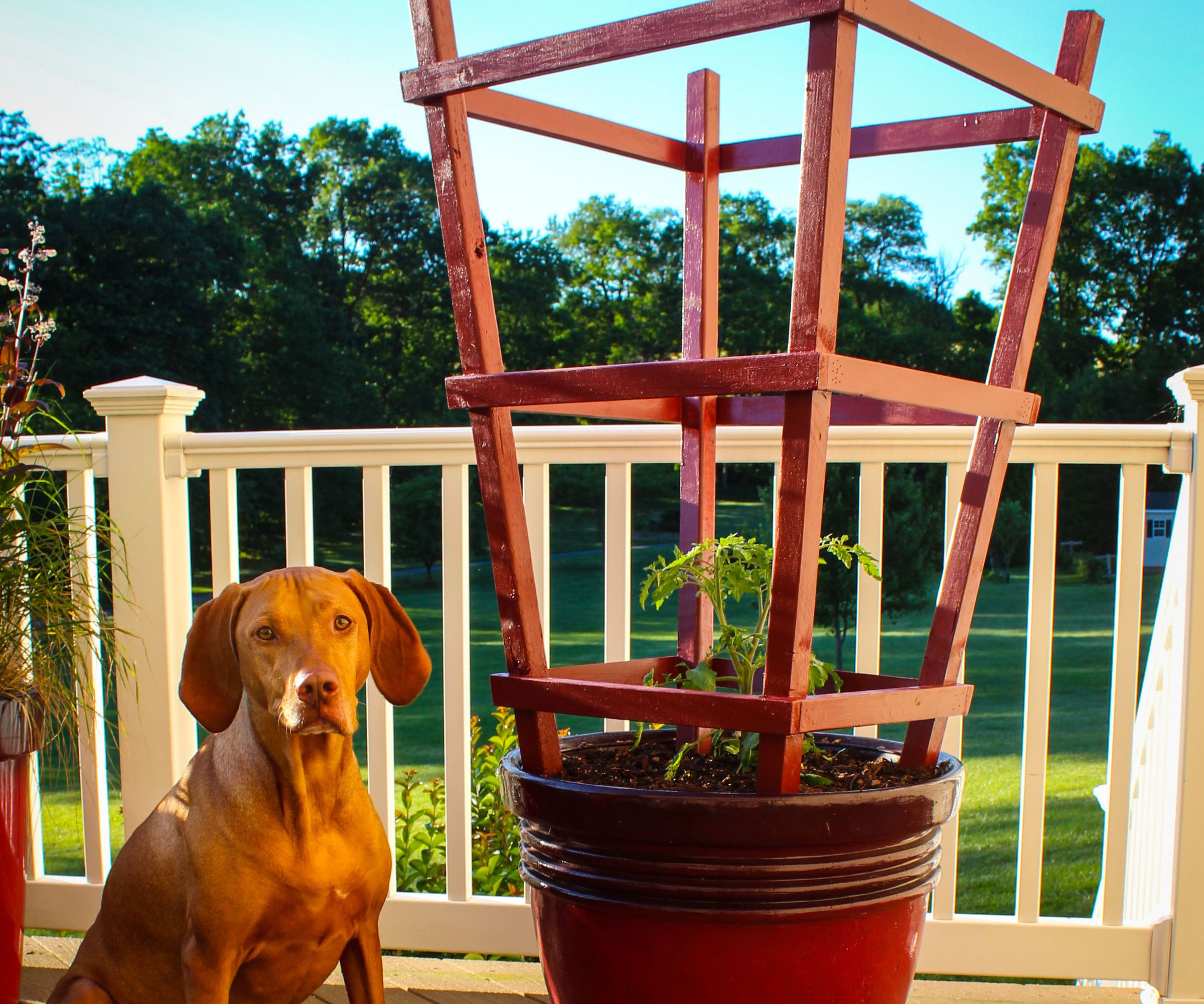 Obelisk Trellis for Garden