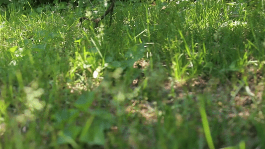 Channel Your Inner Dinosaur