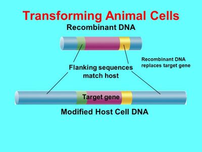 Eukaryotic Transformation