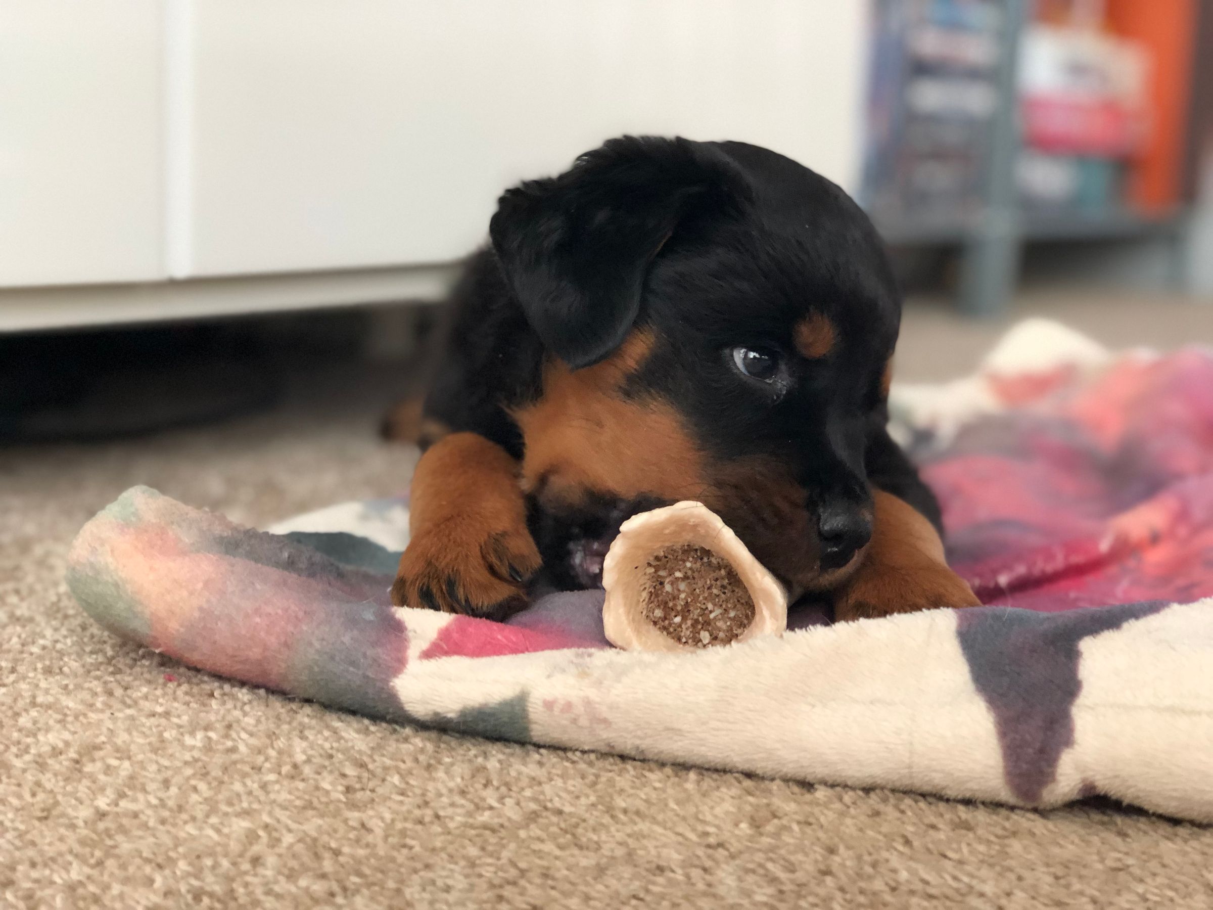 How to Puppy Proof Your Home 7 Steps (with Pictures) Instructables