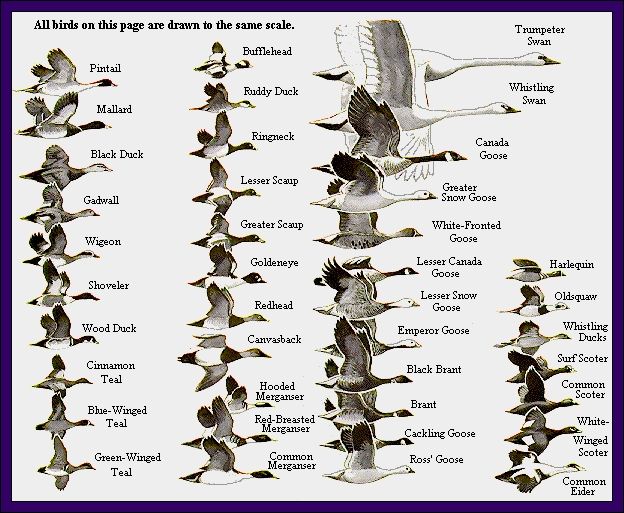 Waterfowl Identification