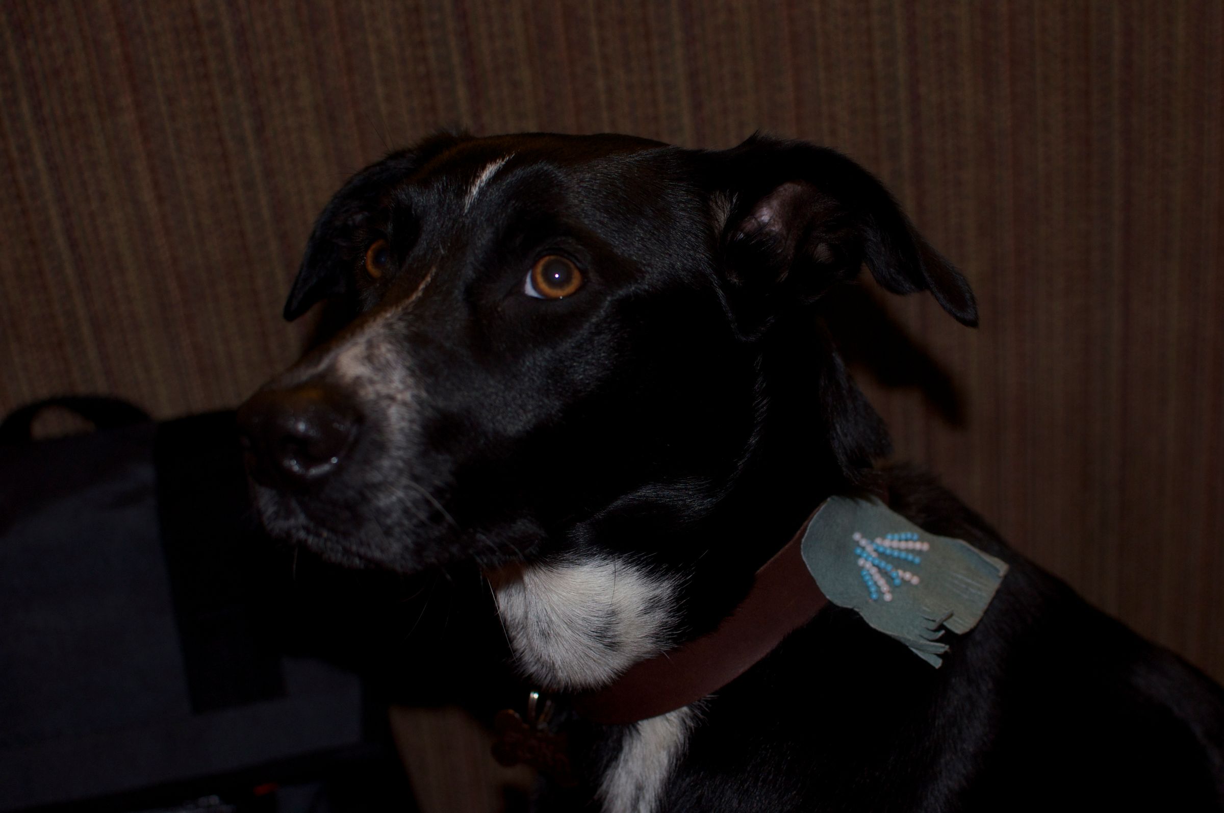 DIY Leather Dog Collar
