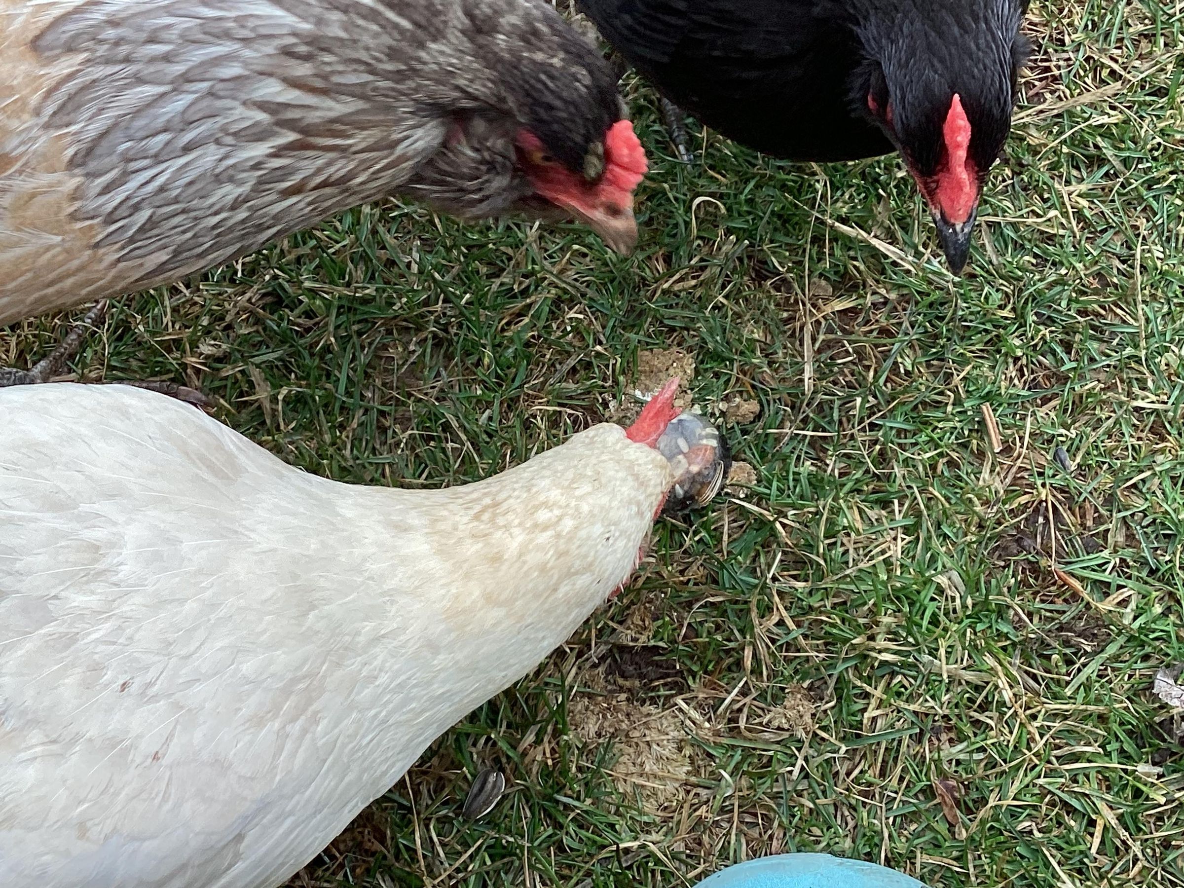 Easy Frozen Treat for Chickens! 4 Steps Instructables