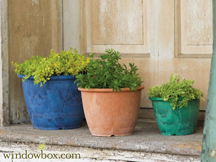 Make Your Favorite Plants As Home DÃ©cor Using the Planting Containers
