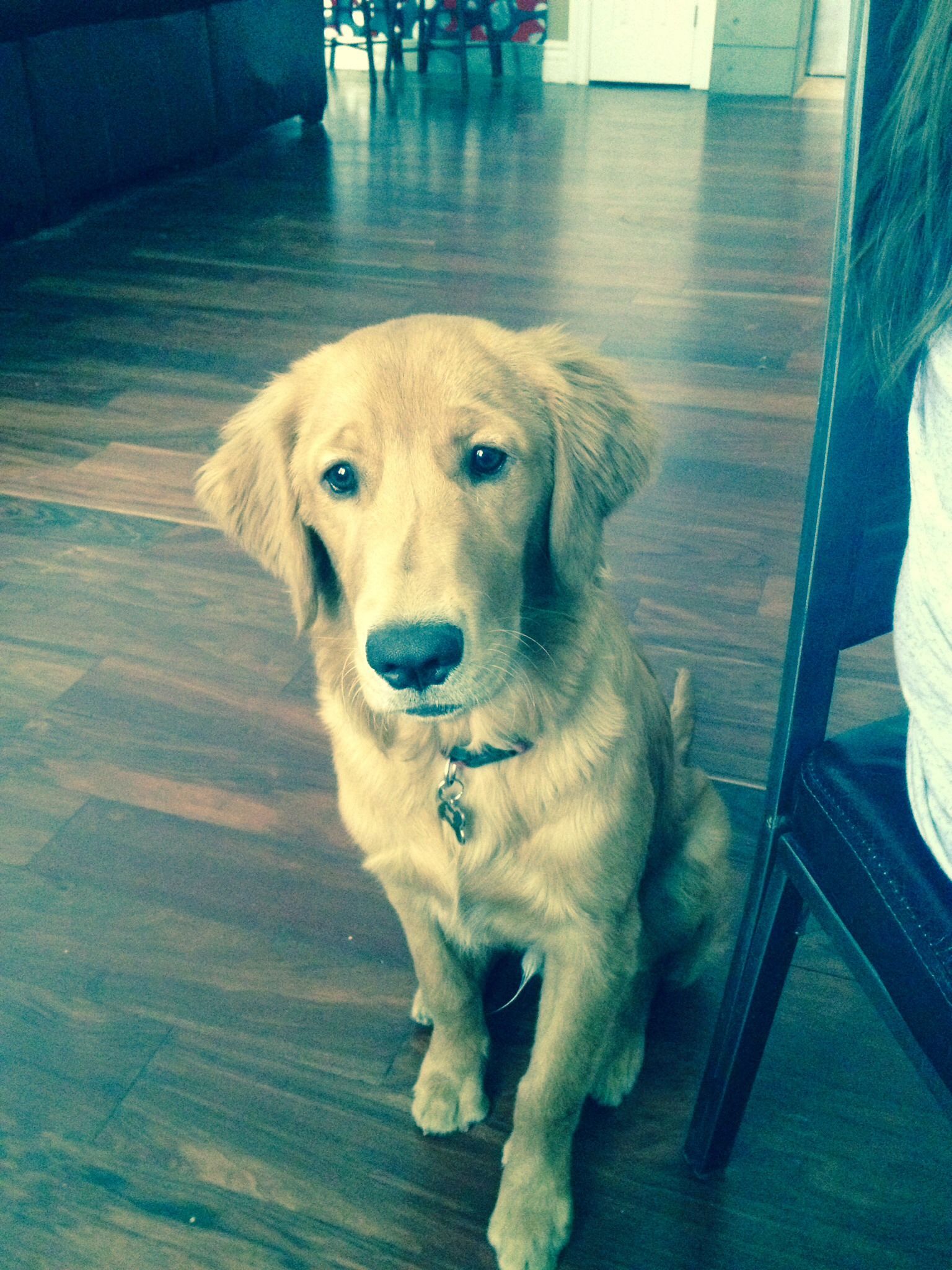 Train Your Dog To Sit