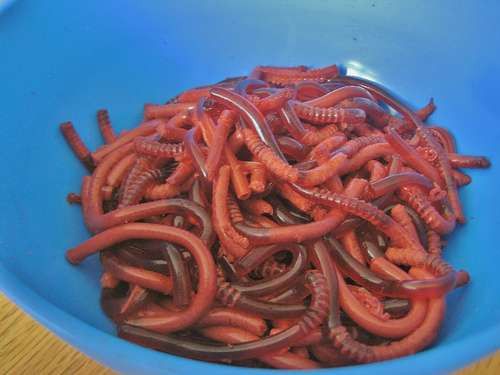 Jello Worms and Brain