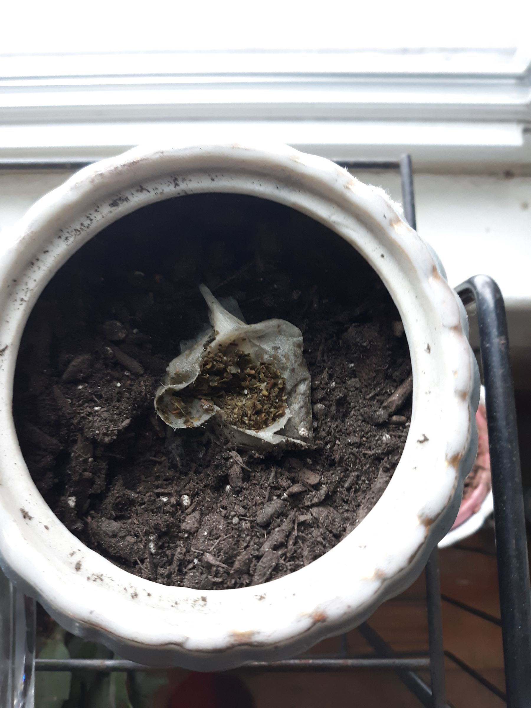 Reusing Tea Bags in the Garden 3 Steps Instructables