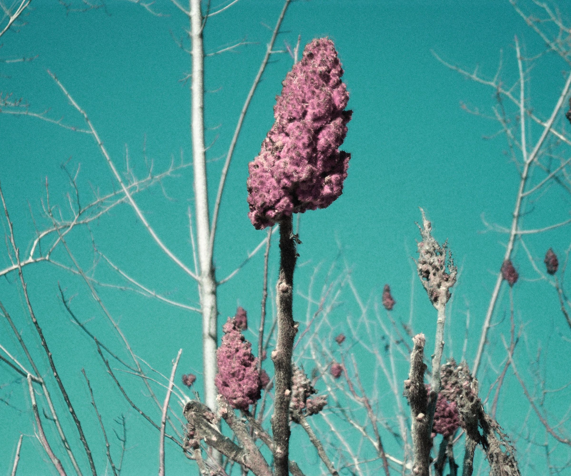 Turning Photographs Into Infrared With Photoshop