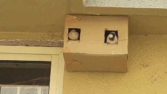 Cardboard Bird Nest 🐤🐤🐤