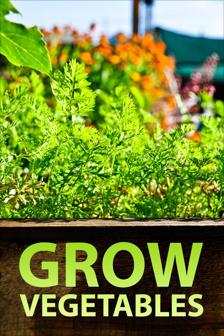 Grow Vegetables