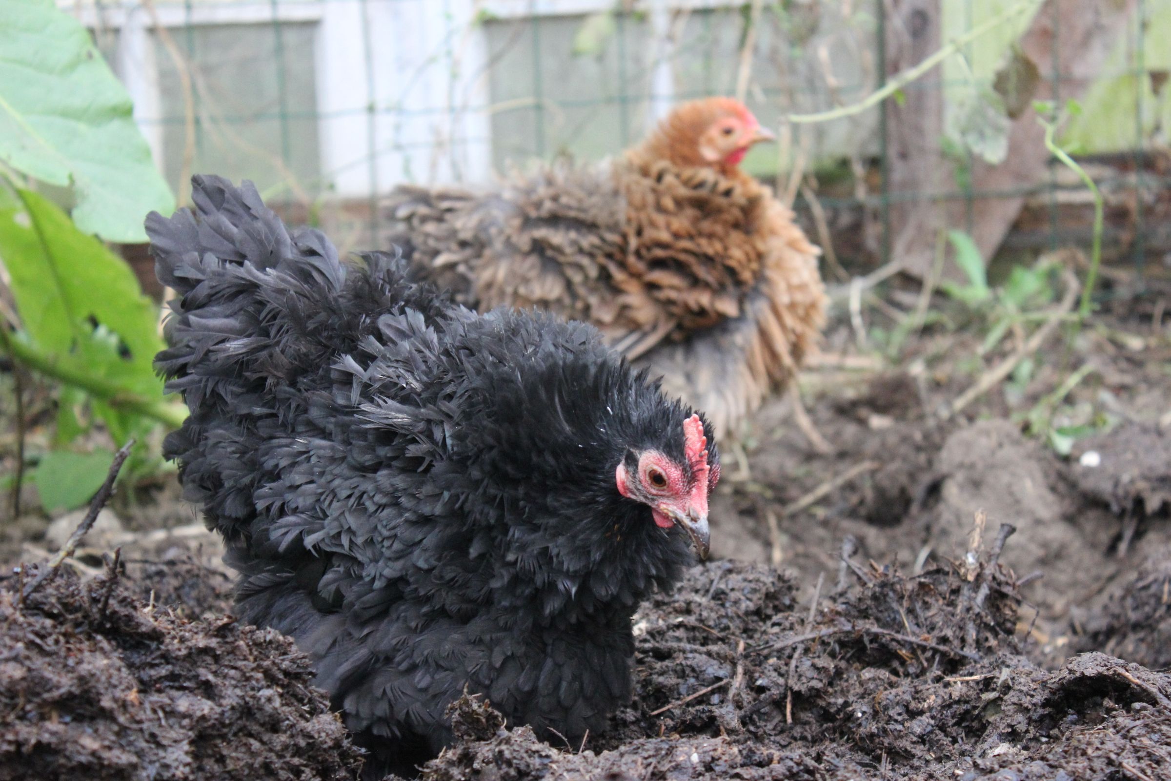 Caring for Cochin Chickens & Friends in Cold, Wet Weather - Caution Hens at Work! Poules Sous Serre! Como Proporcionar Un Ambiente Seguro Para Nuestros Pollos Organicos En Invierno