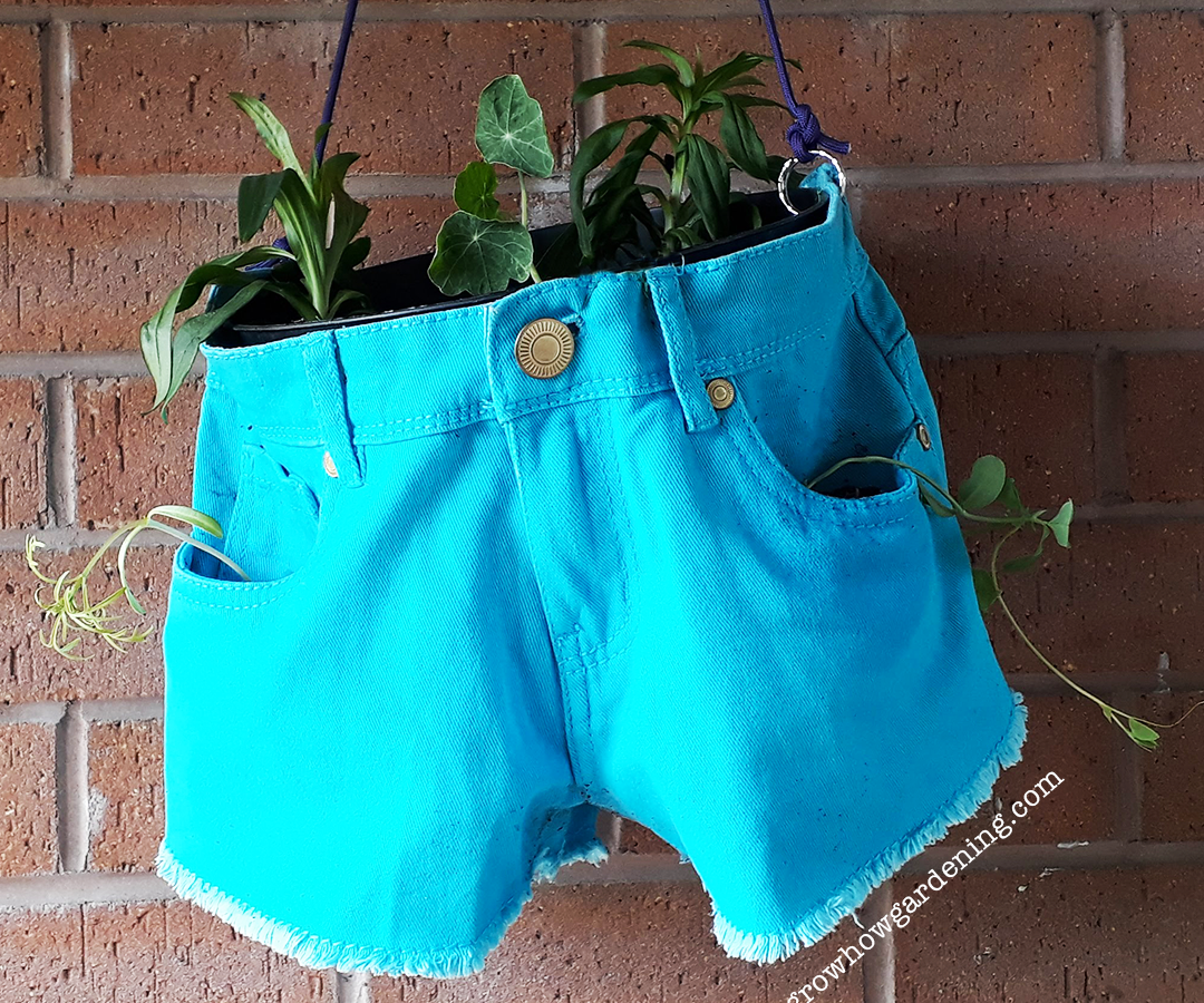 Hot Pants Hanging Basket