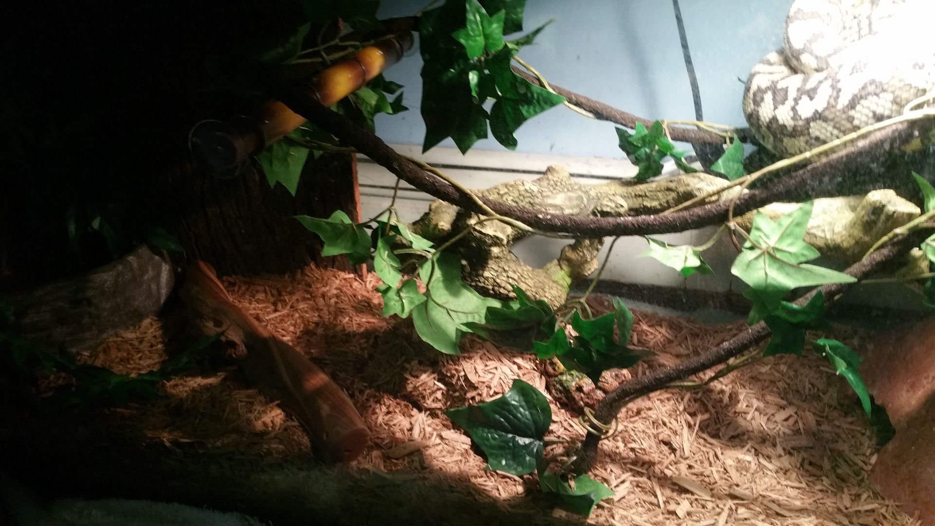 Bringing the Outside In, Creating a Vivarium for a Carpet Python 6