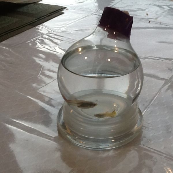 Fish Lightbulb Bowl