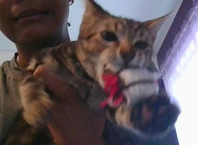 Give Toy to Your Kitty